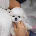 Mini Toy Maltese Puppies For Sale - Mori - a Maltese puppy