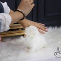 Mini Toy Maltese Puppies For Sale - Mori - a Maltese puppy