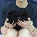 Mini Teddy bear Pomeranian Puppies For Sale - Poppy&Ava - a Pomeranian puppy