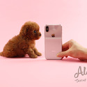 Teacup Mini Teddy bear Poodle Puppies For Sale - Chloe - a Poodle puppy