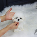 Teacup Mini Maltese Puppies For Sale - Mori - a Maltese puppy