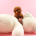 Mini Teddy bear Poodle Puppies For Sale - Chloe - a Poodle puppy