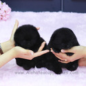 Teacup Teddy bear Pomeranian Puppies For Sale - Poppy&Ava - a Pomeranian puppy