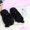 Teacup Teddy bear Pomeranian Puppies For Sale - Poppy&Ava - a Pomeranian puppy