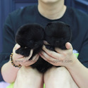 Teacup Teddy bear Pomeranian Puppies For Sale - Poppy&Ava - a Pomeranian puppy