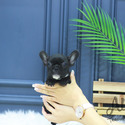 Teacup Mini French Bulldog Puppies For Sale - Baxter - a French Bulldog puppy