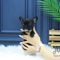 Teacup Mini French Bulldog Puppies For Sale - Baxter - a French Bulldog puppy