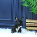 Mini French Bulldog Puppies For Sale - Baxter - a French Bulldog puppy