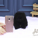 Mini Pomeranian Puppies For Sale - Poppy&Ava - a Pomeranian puppy