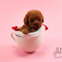 Teacup Teddy bear Poodle Puppies For Sale - Chloe - a Poodle puppy