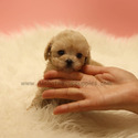 Teacup Mini Maltipoo Puppies For Sale - Poo - a Malti Poo puppy