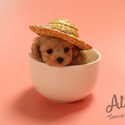 Teacup Mini Maltipoo Puppies For Sale - Poo - a Malti Poo puppy
