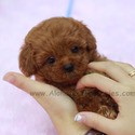 Teacup Mini Poodle Puppies For Sale - Mini - a Poodle puppy