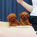 Teacup Mini Poodle Puppies For Sale - Mini - a Poodle puppy