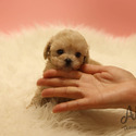 Mini Teddy Bear Face Maltipoo Puppies For Sale - Poo - a Malti Poo puppy