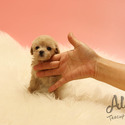 Mini Teddy Bear Face Maltipoo Puppies For Sale - Poo - a Malti Poo puppy