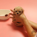 Mini Teddy Bear Face Maltipoo Puppies For Sale - Poo - a Malti Poo puppy