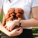 Mini Teddy Bear Face Poodle Puppies For Sale - Mini - a Poodle puppy
