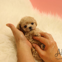 Teacup Mini Maltipoo Puppies For Sale - Poo - a Malti Poo puppy