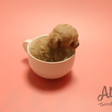 Teacup Mini Maltipoo Puppies For Sale - Poo - a Malti Poo puppy