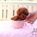 Mini Toy Poodle Puppies For Sale - Kitty - a Poodle puppy