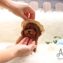 Mini Toy Poodle Puppies For Sale - Kitty - a Poodle puppy