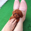 Mini Toy Poodle Puppies For Sale - Kitty - a Poodle puppy