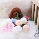 Mini Toy Poodle Puppies For Sale - Kitty - a Poodle puppy
