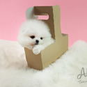 Mini Teacup Pomeranian Puppies For Sale - Latte - a Pomeranian puppy