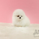 Mini Teacup Pomeranian Puppies For Sale - Latte - a Pomeranian puppy