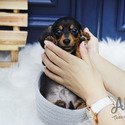 Mini Dachshund Puppies For Sale - Tank - a Dachshund puppy