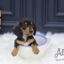 Mini Dachshund Puppies For Sale - Tank - a Dachshund puppy