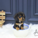 Mini Dachshund Puppies For Sale - Tank - a Dachshund puppy