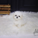 Toy Mini Maltese Puppies For Sale - Momo - a Maltese puppy