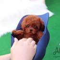 Teacup Toy Poodle Puppies For Sale - Kitty - a Poodle puppy