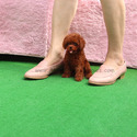 Teacup Toy Poodle Puppies For Sale - Kitty - a Poodle puppy