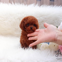 Teacup Toy Poodle Puppies For Sale - Kitty - a Poodle puppy