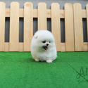 Toy Teacup Pomeranian Puppies For Sale - Latte - a Pomeranian puppy