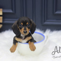 Teacup Toy Dachshund Puppies For Sale - Tank - a Dachshund puppy