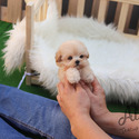 Teaacup Mini Maltipoo Puppies For Sale - Hazelnut - a Maltipoo puppy