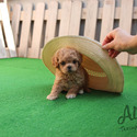 Teaacup Mini Maltipoo Puppies For Sale - Mocha - a Malti Poo puppy