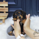 Mini Toy Dachshund Puppies For Sale - Tank - a Dachshund puppy