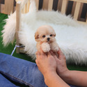 Mini Teaacup Maltipoo Puppies For Sale - Hazelnut - a Maltipoo puppy