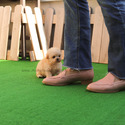 Mini Teaacup Maltipoo Puppies For Sale - Hazelnut - a Maltipoo puppy