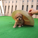 Mini Teaacup Maltipoo Puppies For Sale - Mocha - a Maltipoo puppy