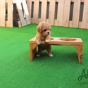 Mini Teaacup Maltipoo Puppies For Sale - Mocha - a Maltipoo puppy