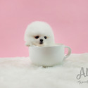 Mini Teacup Pomeranian Puppies For Sale - Latte - a Pomeranian puppy