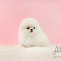 Teacup Toy Pomeranian Puppies For Sale - Latte - a Pomeranian puppy