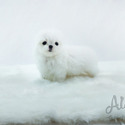 Teacup Toy Maltese Puppies For Sale - Minnie - a Maltese puppy