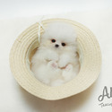 Teacup Toy Pomeranian Puppies For Sale - Boo - a Pomeranian puppy